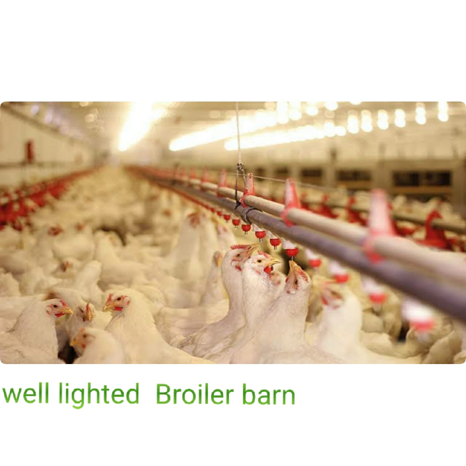 Ways You Can Improve Your Broiler Performance Using Flaws Poultry